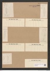 Diatomeae indet. Zeichnungen Sammlung Grunow Nr. 2900 (NHMW-BOT-W0370235)